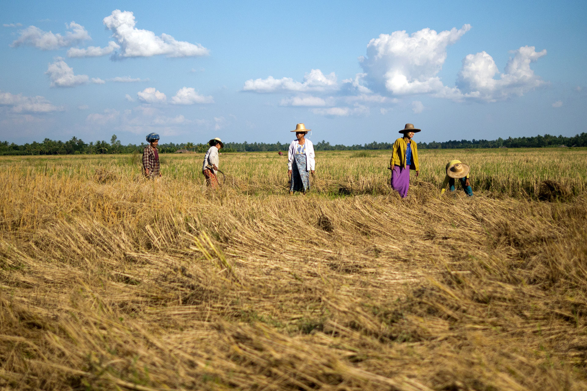 Feldarbeit in Myanmar