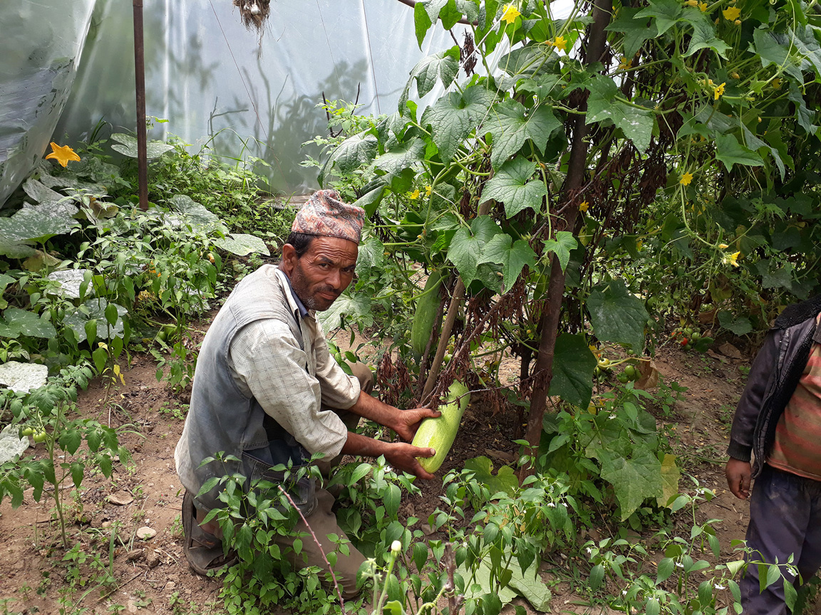Nachhaltiger Garten: Ein Mann kniet im Gewächshaus und hält eine Zucchini in der Hand.