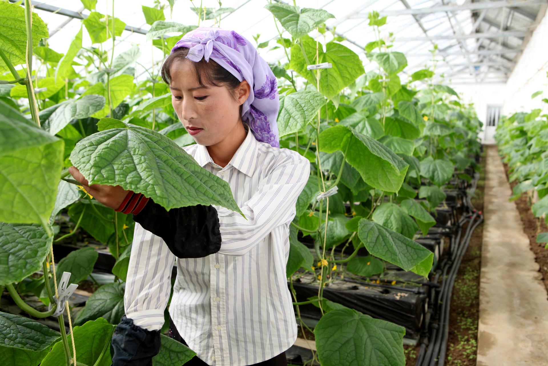 Nordkorea: Eine Alternative zum Reis