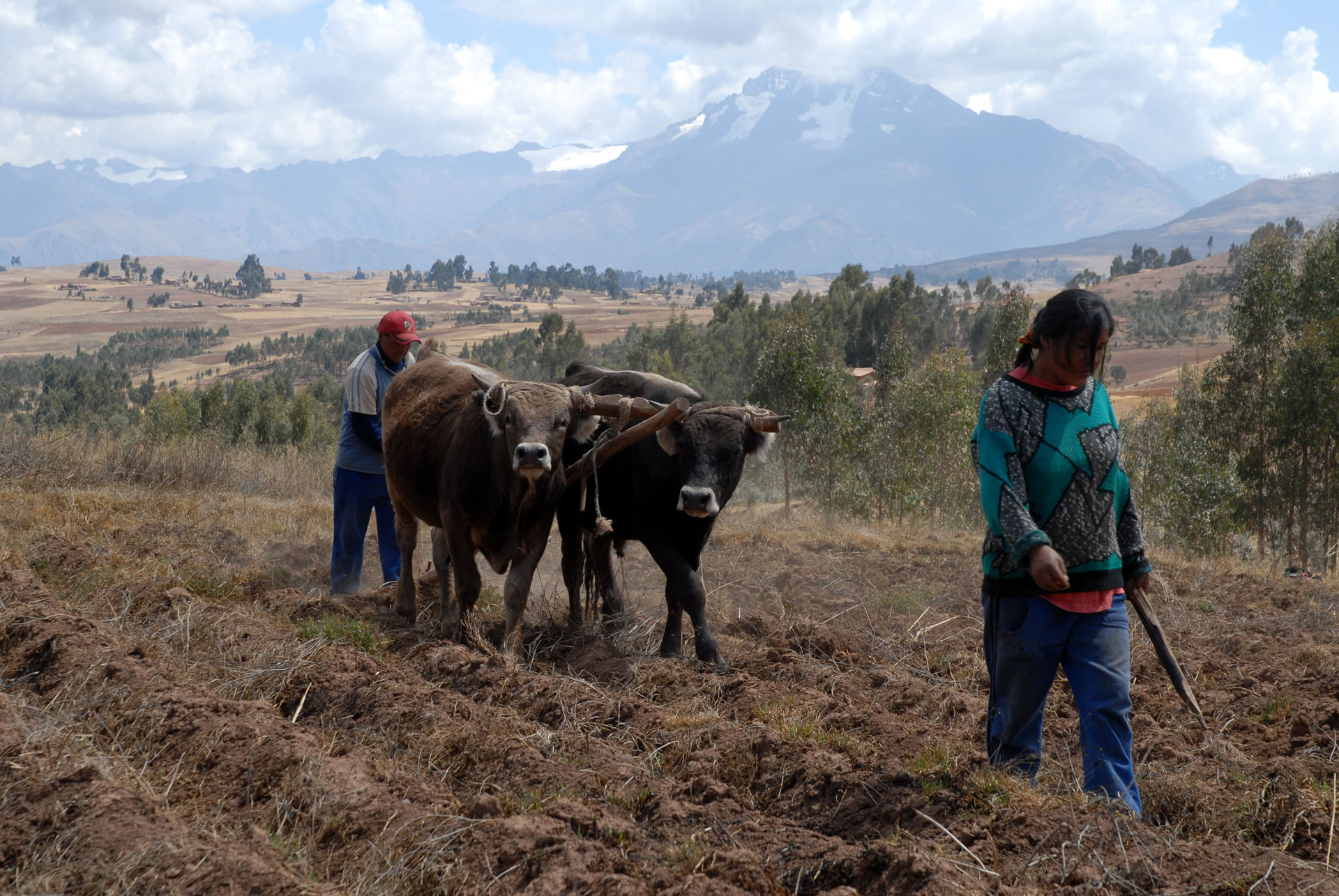Feldarbeit mit Kühen und Pflug, Peru. 