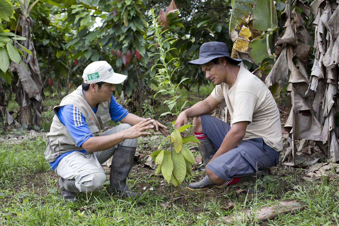 Biologischer Kakaoanbau in Peru
