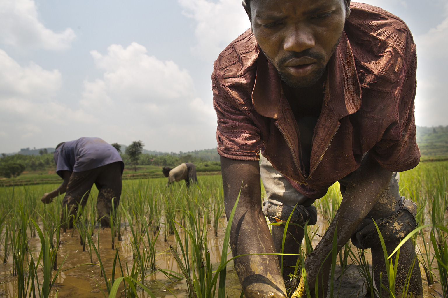 Ruanda 2014, Feldarbeiter auf den Reisfeldern.