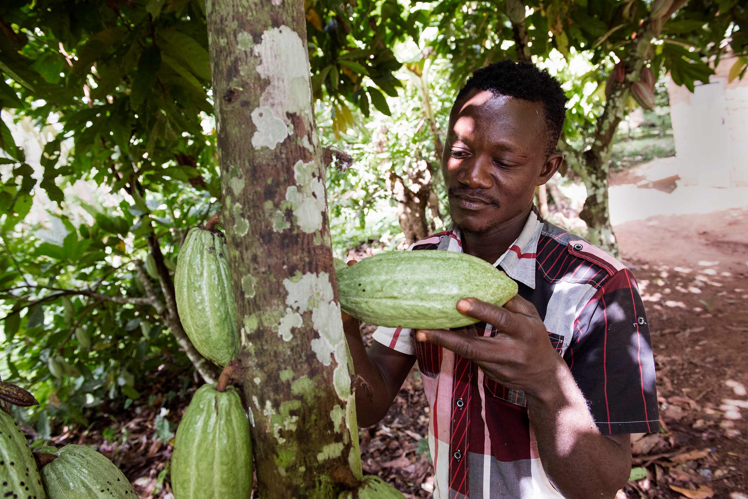 Ein Mann prüft eine Kakaofrucht, die an einem Baum hängt.