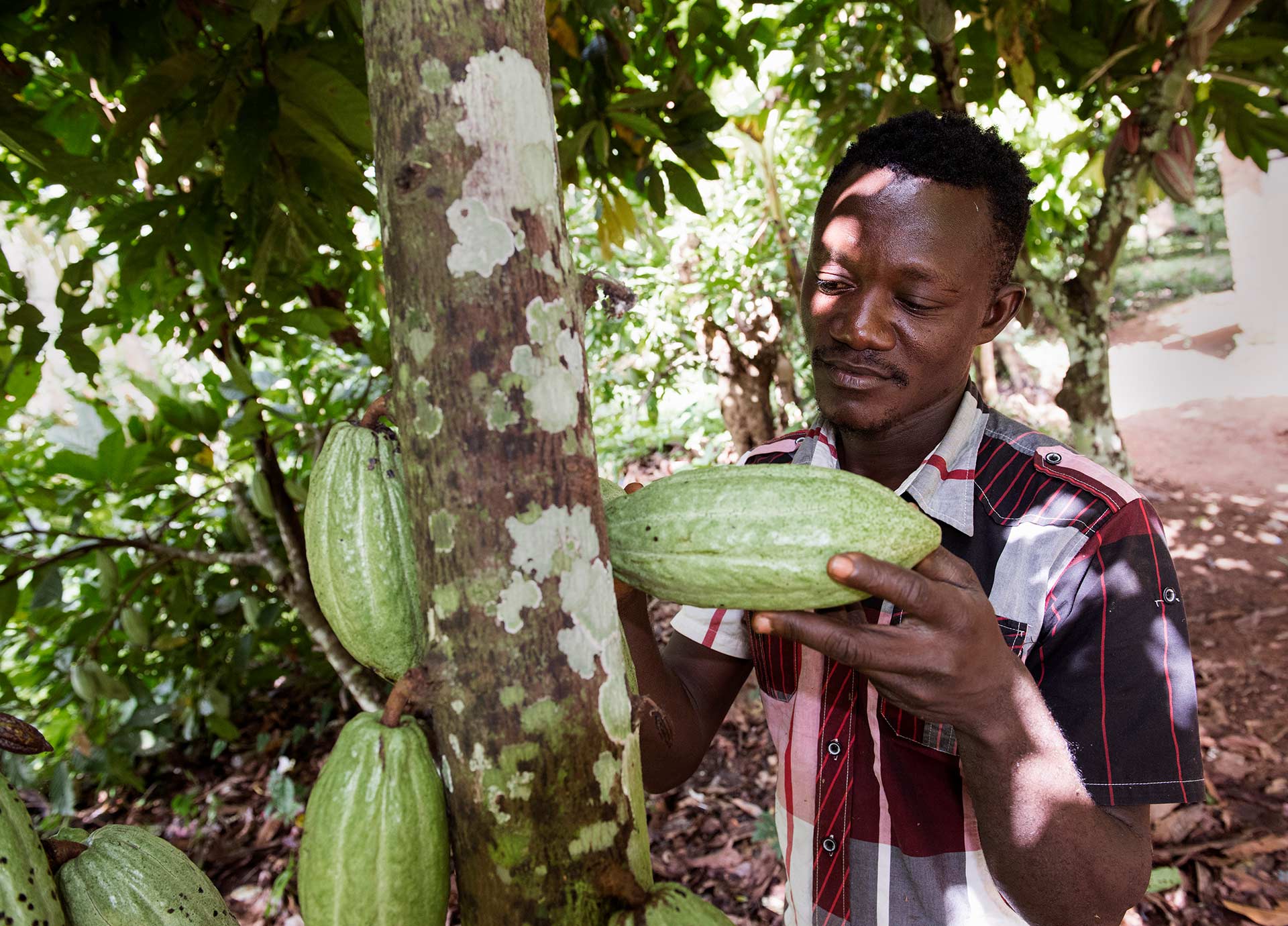 Ein Mann steht an einem Baum und schaut sich eine Kakaofrucht an.
