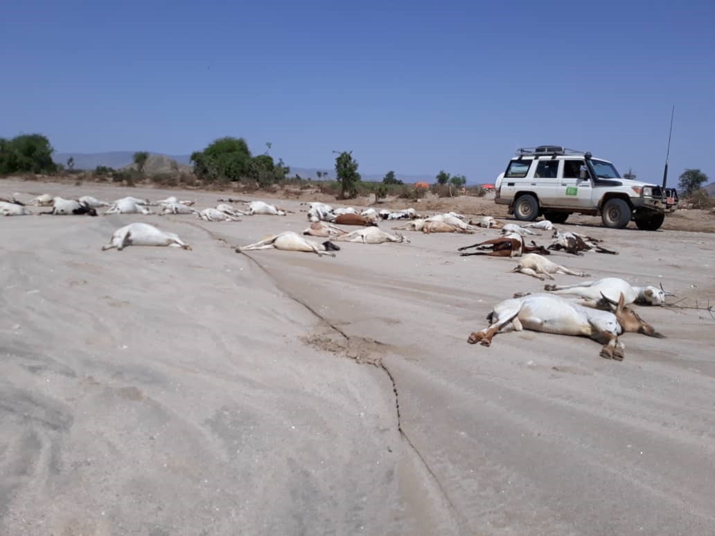Verendetes Vieh am Boden, im Hintergrund ein parkender Jeep.