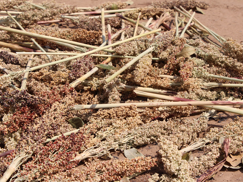 Durch Dürre und Schädlinge zerstörte Sorghum-Ernte.