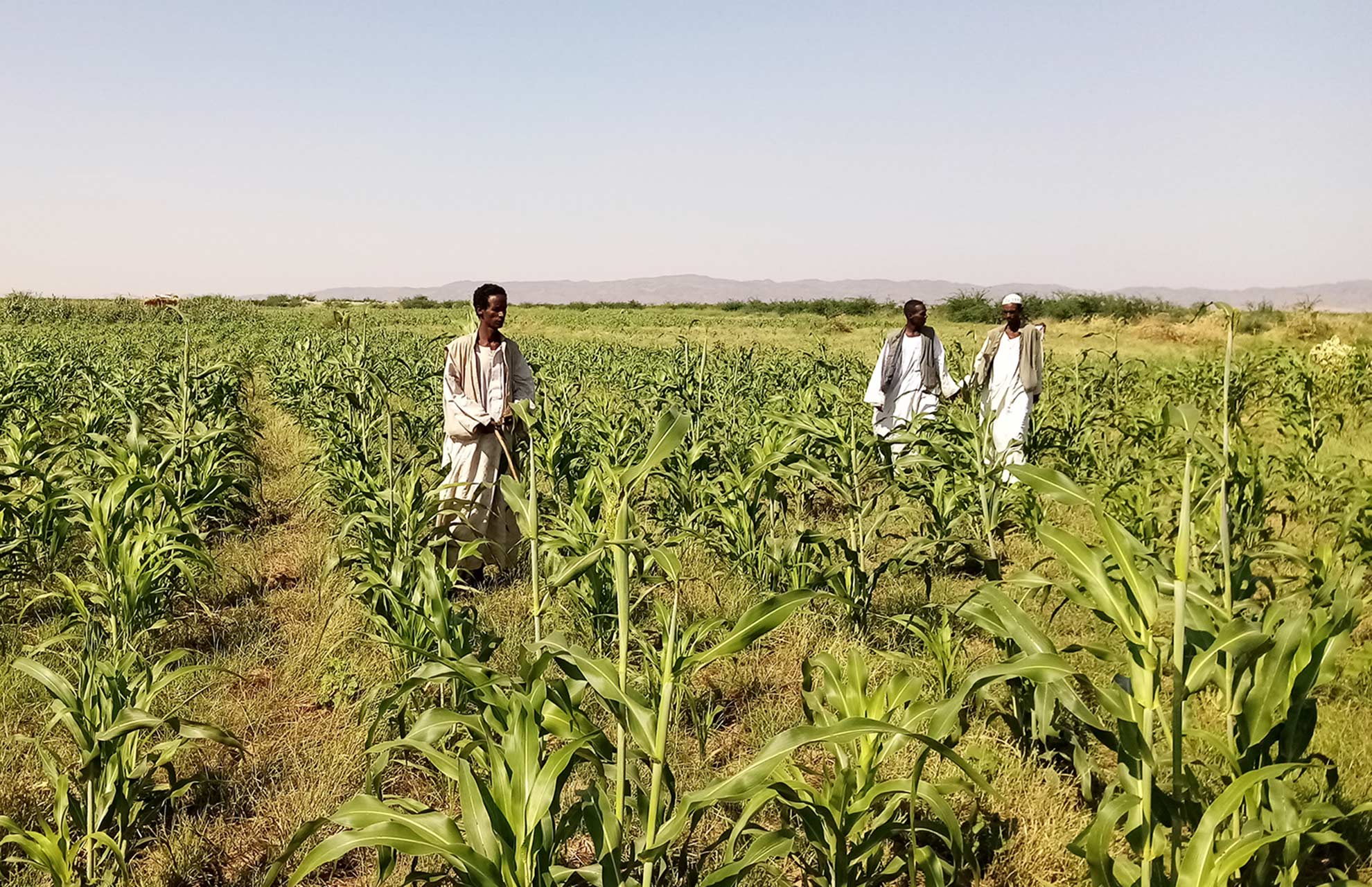 Drei Bauern stehen auf einem Feld.
