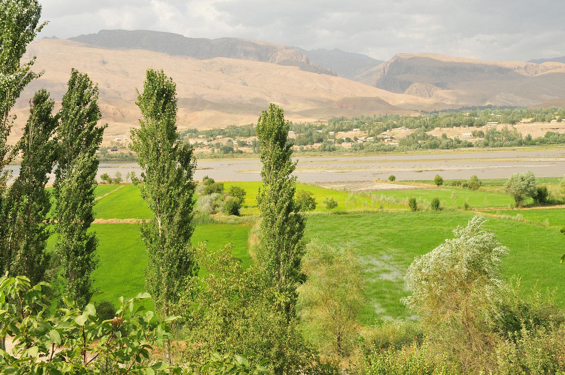 Wald in Tadschikistan. 