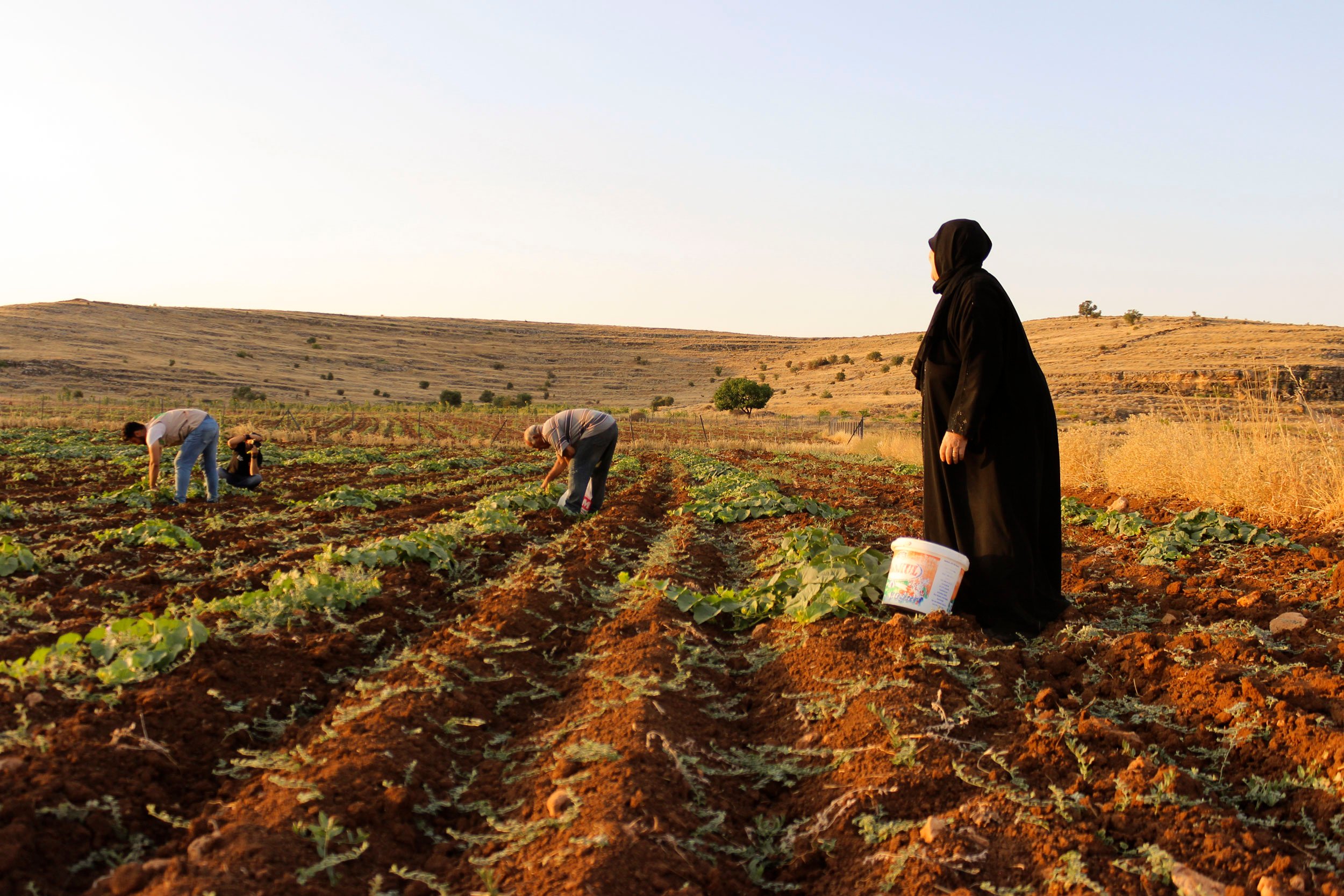 Syrische Flüchtlinge auf einem Gurkenfeld in Mardin, Türkei. 