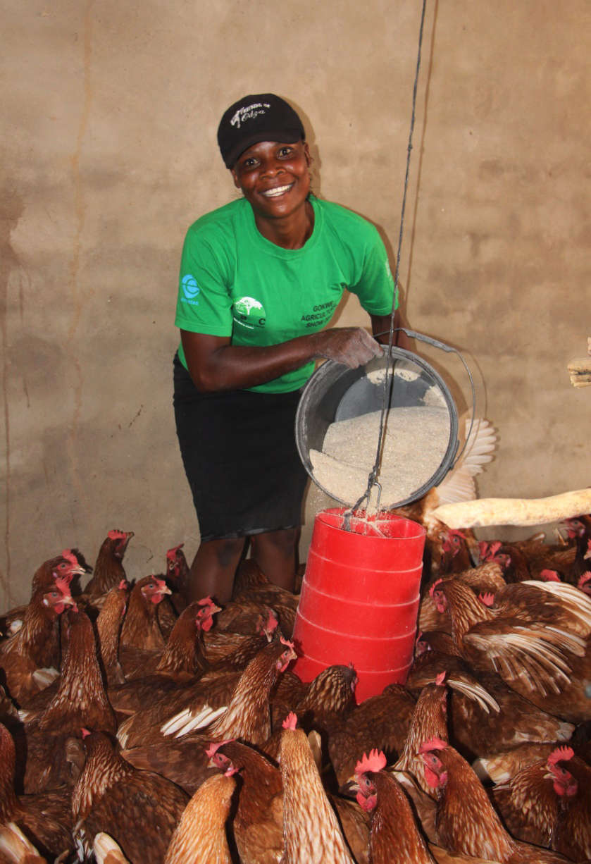 Fatima Gapa füttert ihre Hennen
