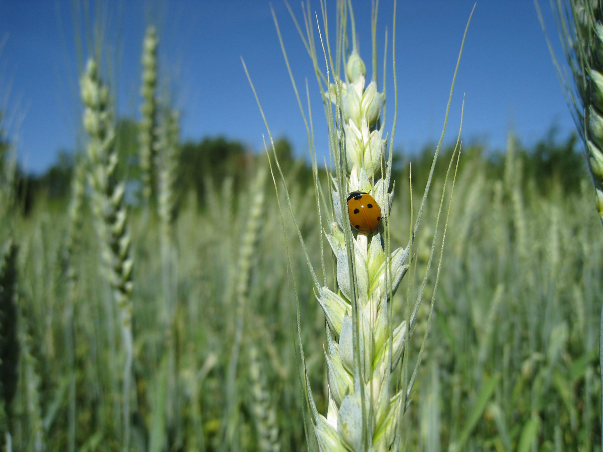 Eine Ähre auf der ein Marienkäfer sitzt. Die Käfer werden zur Dezimierung von Blattläusen in der Landwirtschaft eingesetzt.