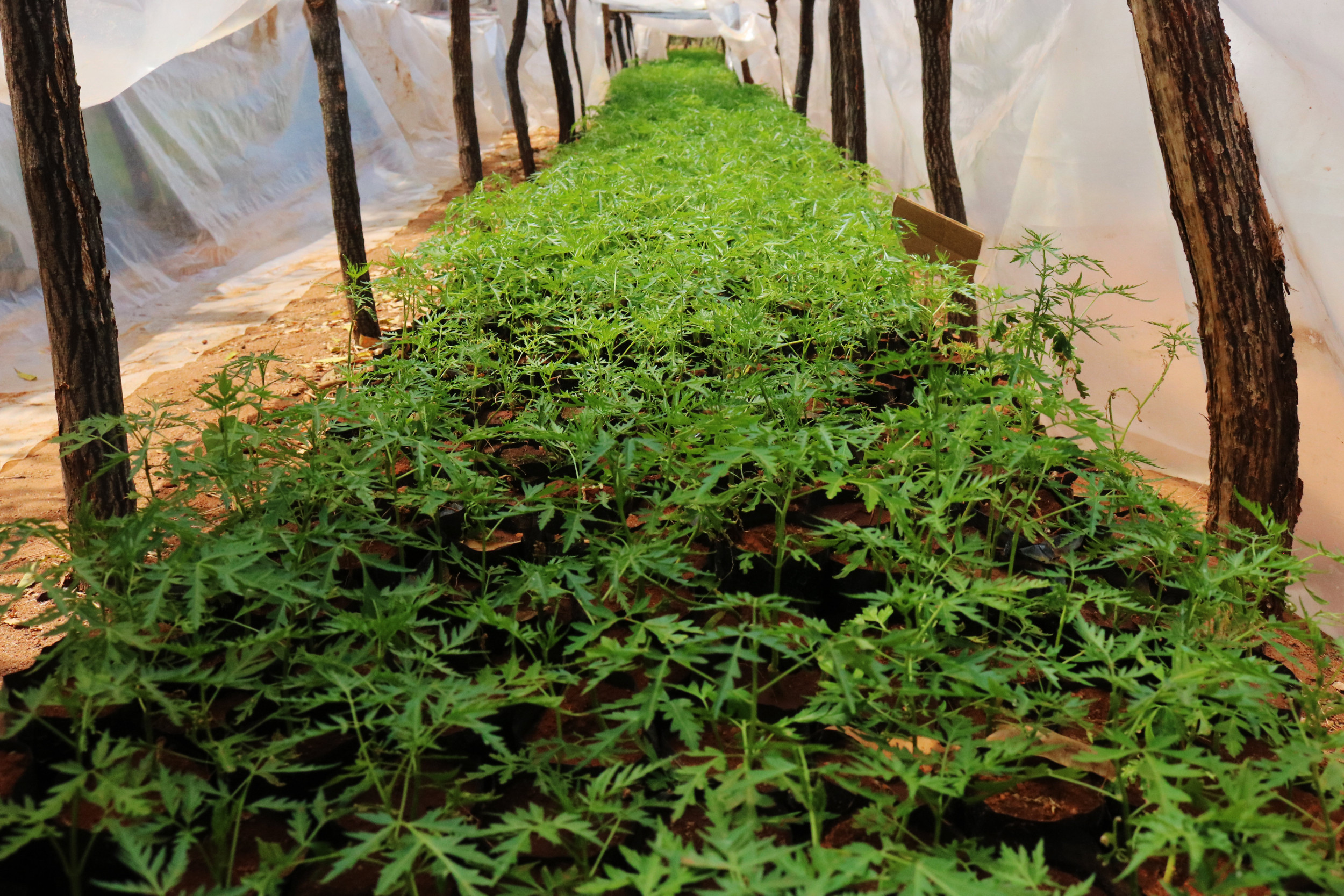 Setzlinge von Bäumen durch Carbon Farming in Afrika