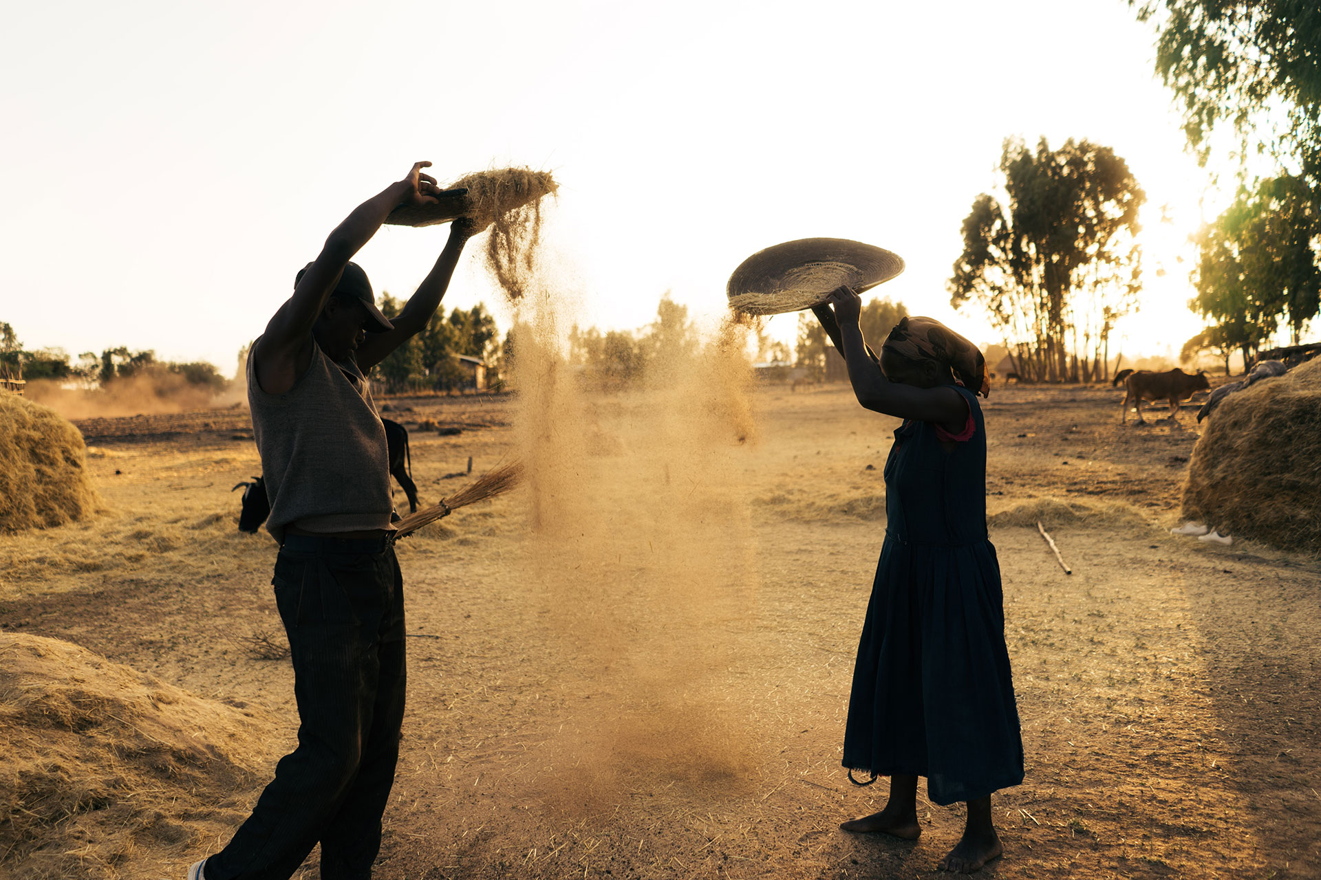 Bauern im aethiopischen Dorf Sodo bei der Getreideernte.