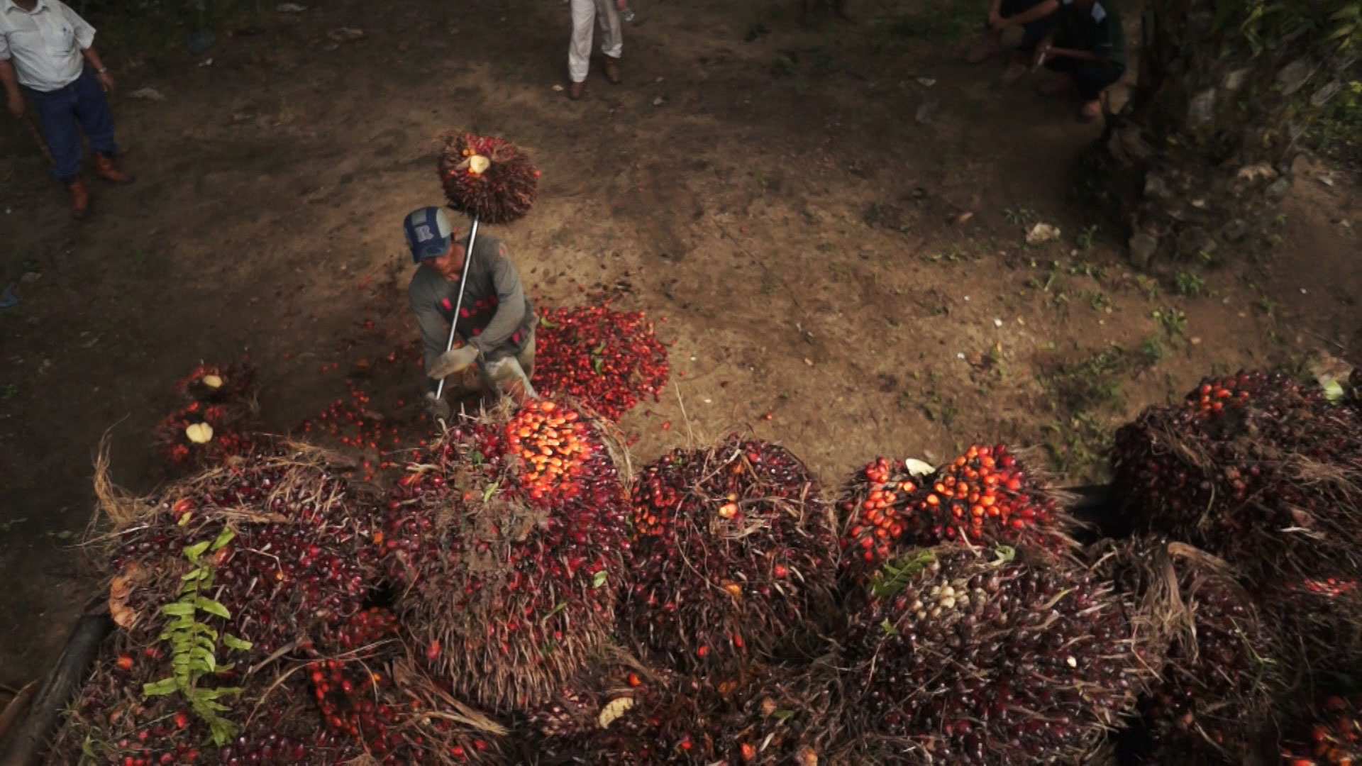 Menschen bei der Palmöl-Ernte.