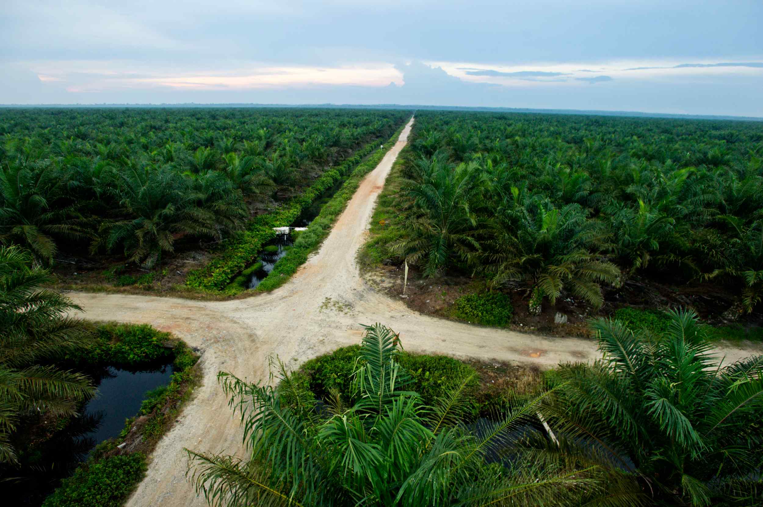 Eine Palmölplantage auf Sumatra, Indonesien.