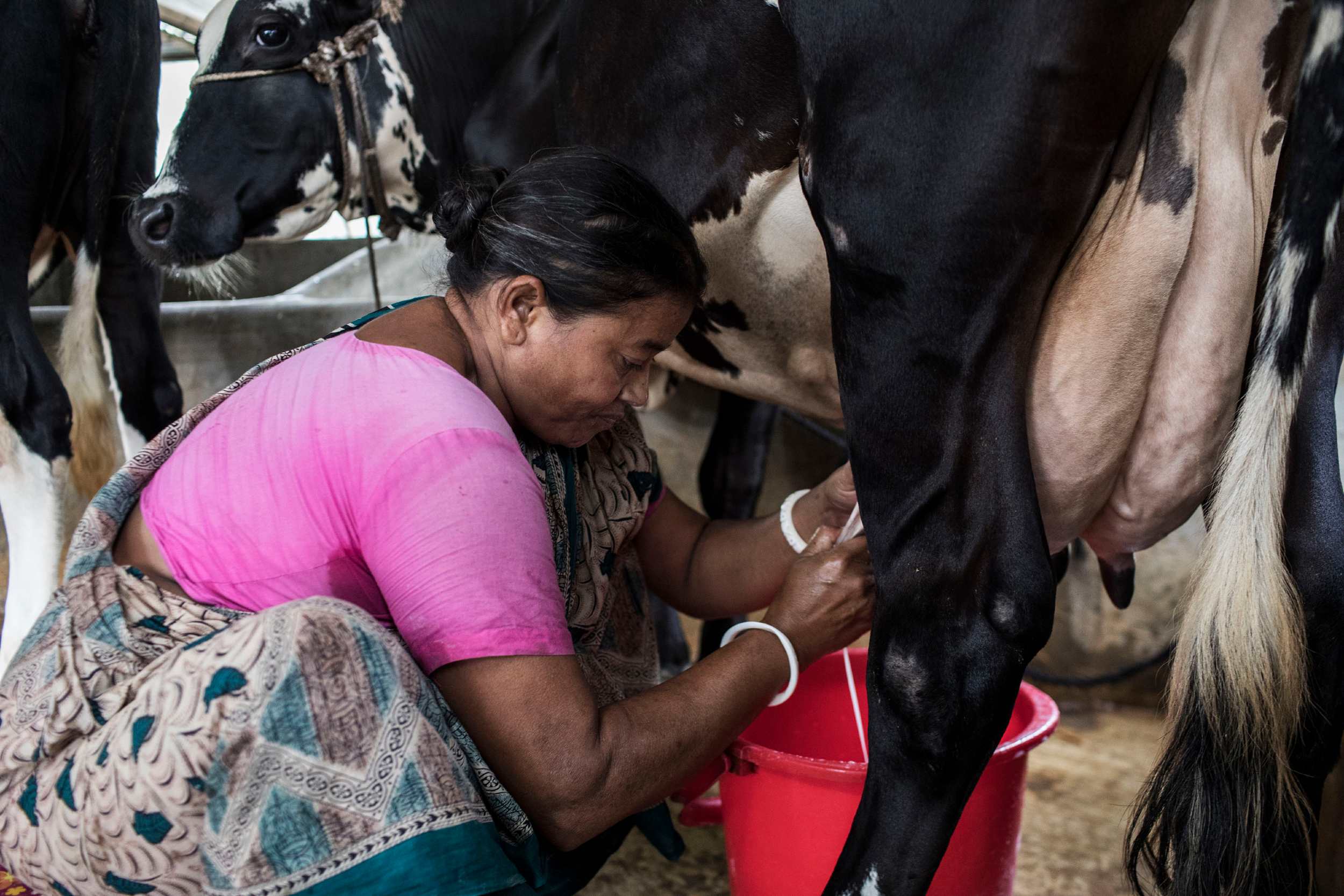 Eine Frau beim Melken einer Kuh.