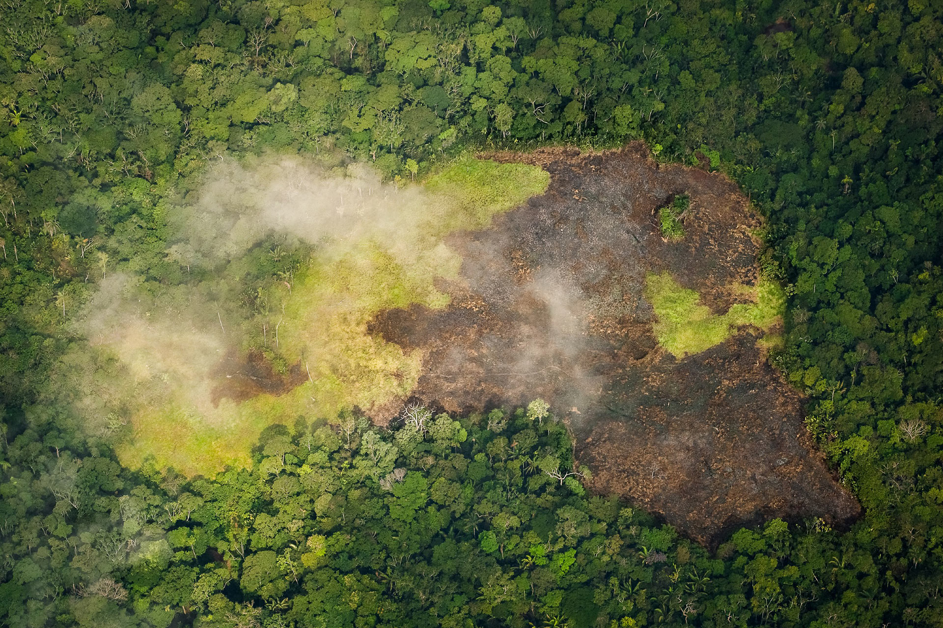 Amazonas Brandrodung