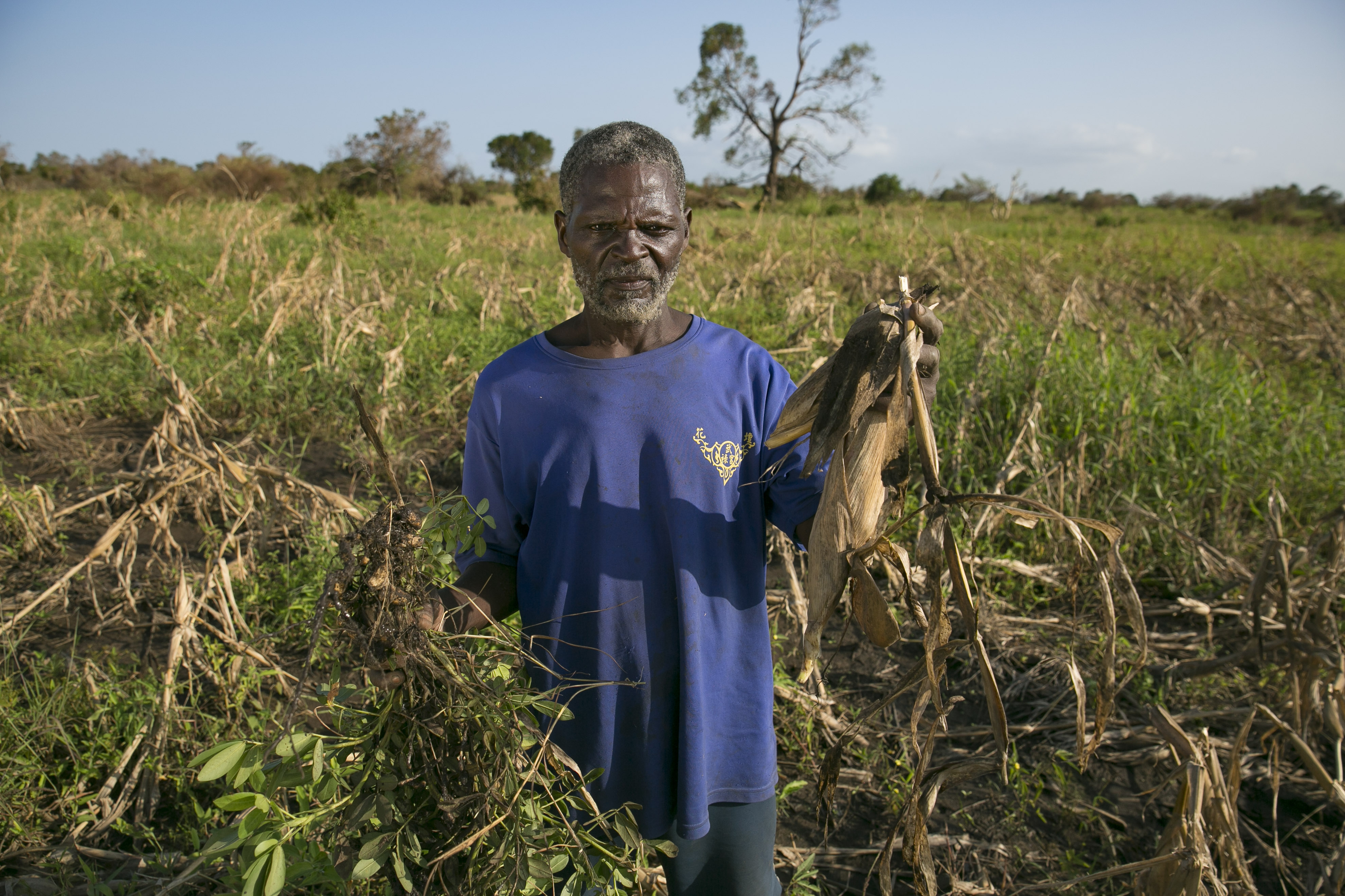 Ein Mann steht in einem zerstörten Maisfeld und zeigt eine seiner toten Pflanzen.